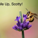 bee, bee pollen, vitamin B, Scotty, star trek, cacao, chocolate, raw, raw food, recipe, health, wellness, holistic