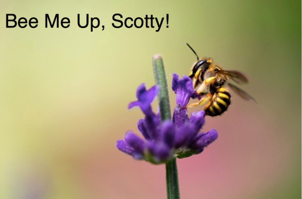 bee, bee pollen, vitamin B, Scotty, star trek, cacao, chocolate, raw, raw food, recipe, health, wellness, holistic