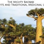 baobab, super food, fruit, mighty, mighty baobab, baobab benefits, baobab medicine, traditional, traditional medicine, baobab traditional medicine