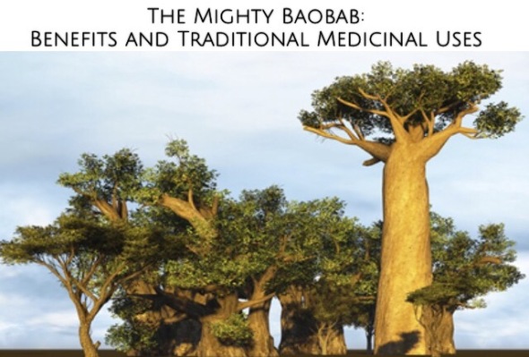 baobab, super food, fruit, mighty, mighty baobab, baobab benefits, baobab medicine, traditional, traditional medicine, baobab traditional medicine